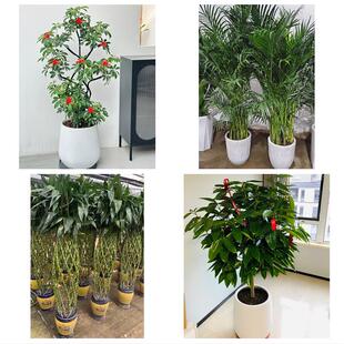 河池市巴马都安大化县宜州市花卉店同城配送开业绿植发财树幸福树
