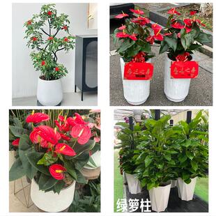 大同市城区矿区南郊区新荣区花卉店同城配送开业绿植发财树幸福树