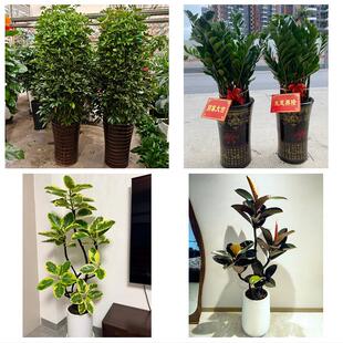 衡阳市衡东祁东县耒阳常宁市同城绿植花店公司开业送发财树金钱树