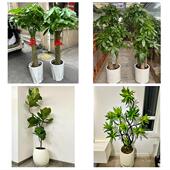 开业乔迁绿植发财树绿萝送邢台市临西县南宫市沙河市同城花店配送