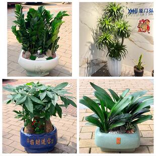 送开封市禹王台区祥符区杞县花卉店同城配送开业绿植发财树幸福树