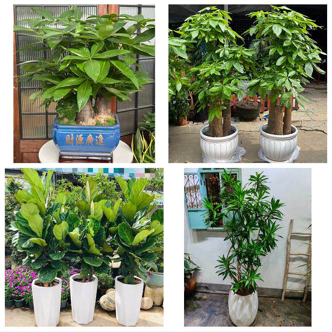 郑州上街惠济区中牟县巩义市同城绿植店送发财树幸福树开业入新居