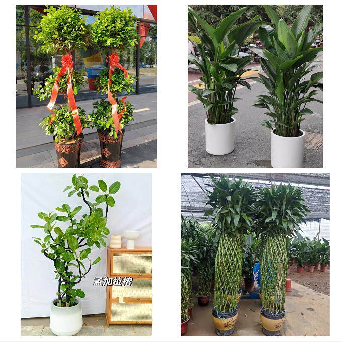 送内江市市中区东兴区威远县同城花店送开业乔迁绿植发财树幸福树