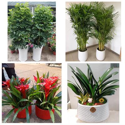 开业乔迁绿植发财树绿萝送六安市金安区裕安区叶集区同城花店配送