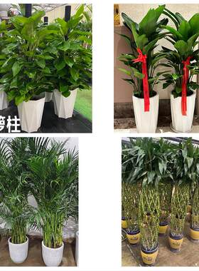 芜湖市芜湖县繁昌南陵无为县花卉店同城配送开业绿植发财树幸福树