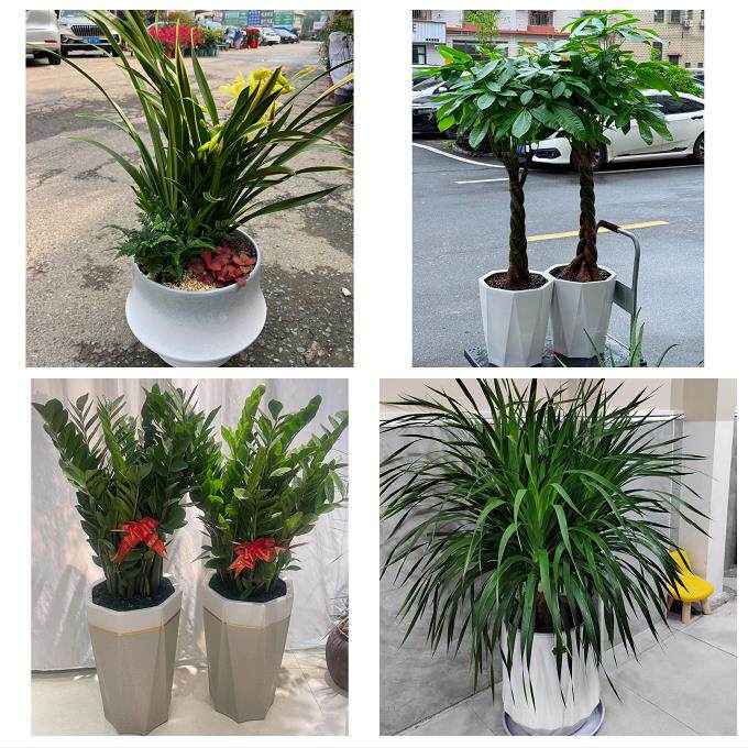 开业乔迁绿植发财树绿萝北海市海城银海铁山港区合浦同城花店配送