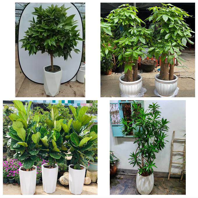 送武汉市武昌区青山区洪山区同城绿植店送发财树幸福树开业入新居