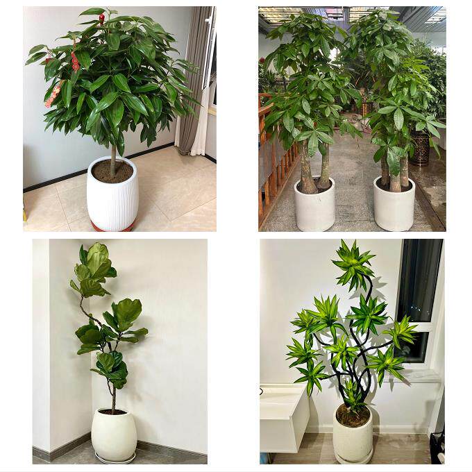 开业乔迁绿植发财树绿萝送淮安市涟水县盱眙县金湖县同城花店配送