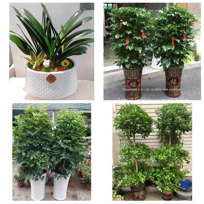 开业乔迁绿植发财树绿萝怀化市鹤城区中方沅陵辰溪县同城花店配送