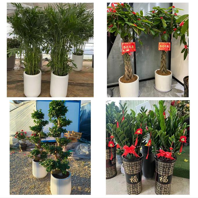 上海市浦东新场大团镇芦潮港同城绿植发财树幸福树送朋友开业乔迁