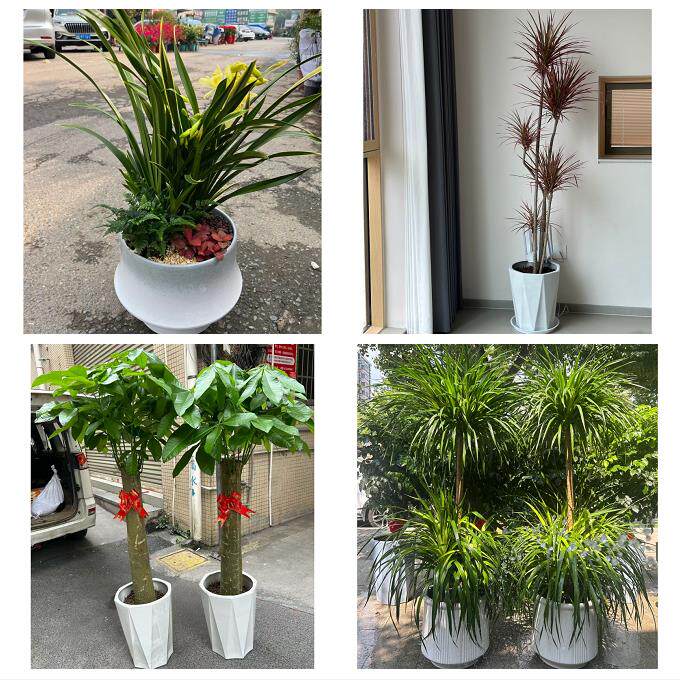 开业乔迁绿植发财树绿萝东莞市东坑常平寮步樟木头镇同城花店配送