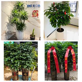 送宜昌市兴山县秭归县长阳县花卉店同城配送开业绿植发财树幸福树