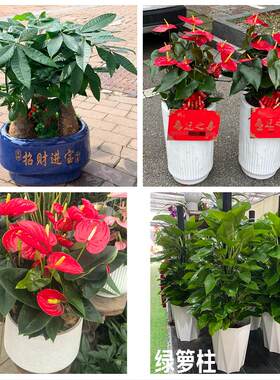 送汕头市潮南区澄海区南澳县花卉店同城配送开业绿植发财树幸福树