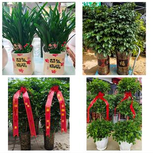长治屯留平顺黎城壶关长子县花卉店同城配送开业绿植发财树幸福树