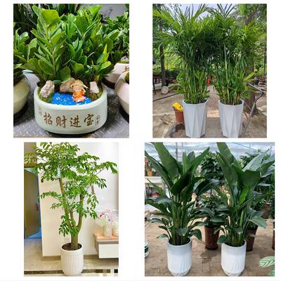 开业乔迁绿植发财树绿萝重庆市九龙坡区谢家湾石坪桥同城花店配送