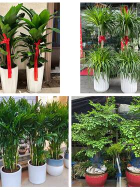 送九江市修水县永修县德安县花卉店同城配送开业绿植发财树幸福树