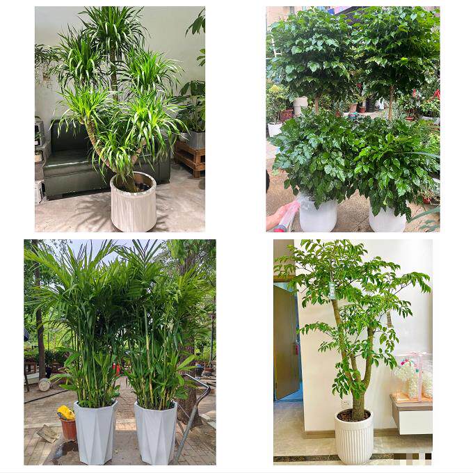 开业乔迁绿植发财树绿萝烟台市长岛县龙口莱阳莱州市同城花店配送