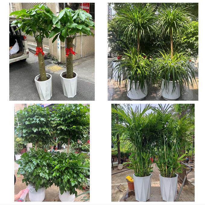 开业乔迁绿植发财树绿萝天津滨海新区宁河静海蓟州区同城花店配送