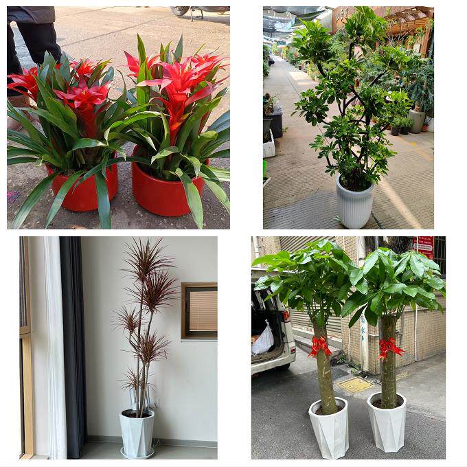 开业乔迁绿植发财树绿萝襄阳襄城樊城襄州区南漳谷城同城花店配送