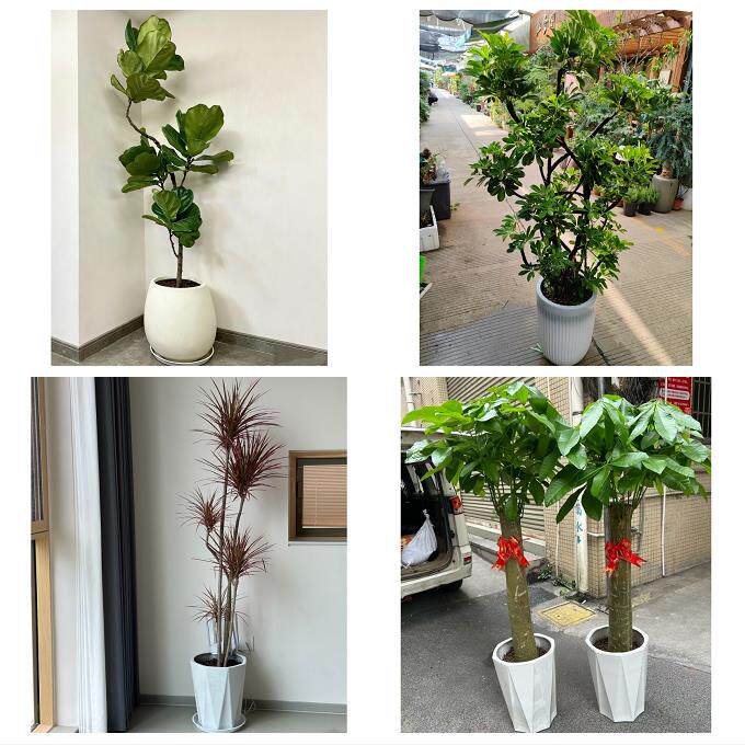 开业乔迁绿植发财树绿萝中卫市沙坡头区中宁县海原县同城花店配送