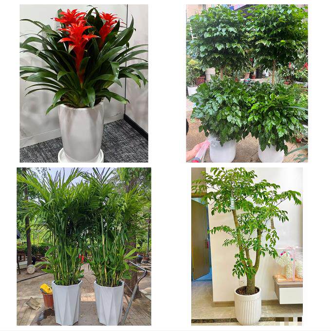 开业乔迁绿植发财树绿萝徐州市丰县沛县睢宁县新沂市同城花店配送
