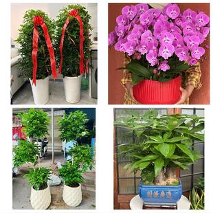 常德市安乡汉寿县武陵鼎城区同城绿植店送发财树幸福树开业入新居