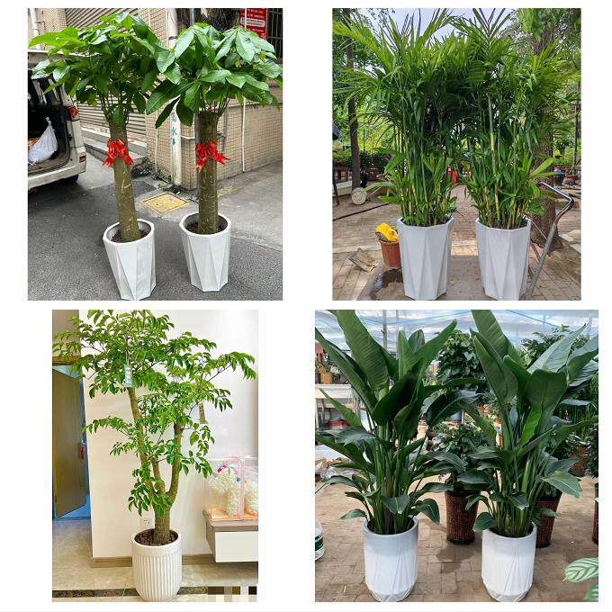 开业乔迁绿植发财树绿萝石家庄市裕华藁城鹿泉栾城区同城花店配送