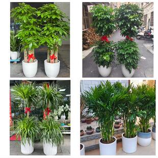 河池市凤山东兰县罗城环江县花卉店同城配送开业绿植发财树幸福树