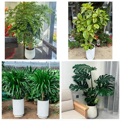 阜阳市太和阜南颍上县界首市绿植店同城配送公司开业发财树绿萝柱