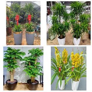 兴安盟乌兰浩特阿尔山市突泉同城绿植店送发财树幸福树开业入新居