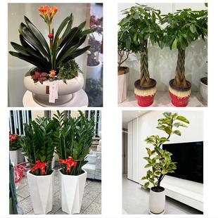 昆明市东川呈贡晋宁区富民县同城绿植店送发财树幸福树开业入新居