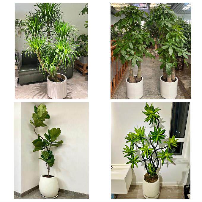 开业乔迁绿植发财树绿萝滨州开发区滨城沾化区惠民县同城花店配送
