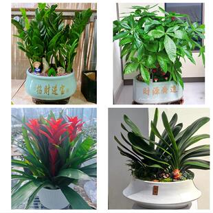 哈尔滨市宾县巴彦木兰通河县同城绿植花店公司开业送发财树金钱树