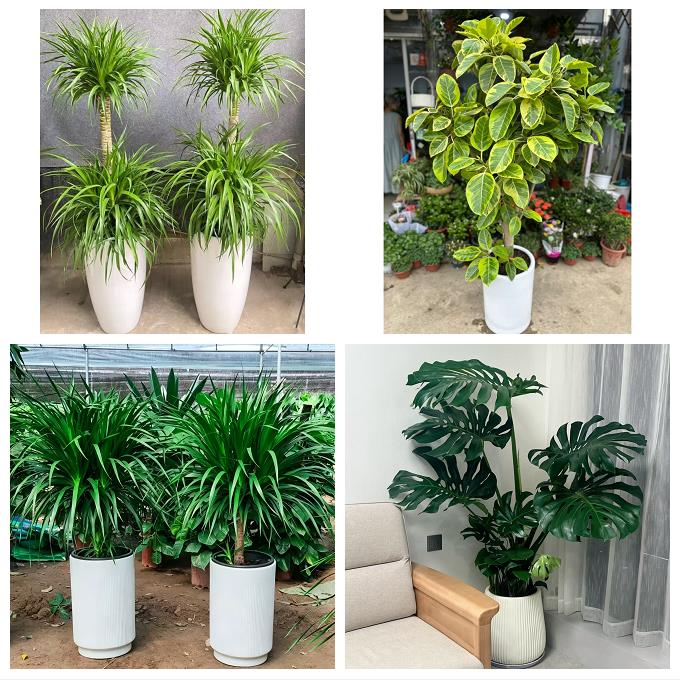 上海市普陀区长风新村长寿路绿植店同城配送公司开业发财树绿萝柱