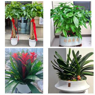 梧州市苍梧蒙山县藤县岑溪市同城绿植花店公司开业送发财树金钱树