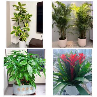 昭通市大关永善县绥江镇雄县同城绿植花店公司开业送发财树金钱树