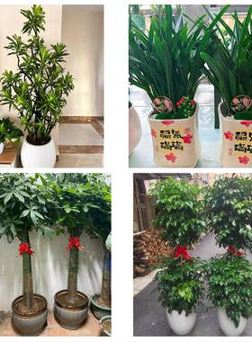 送长春市绿园区双阳区农安县花卉店同城配送开业绿植发财树幸福树
