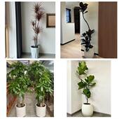 开业乔迁绿植发财树绿萝天津南开向阳路嘉陵道王顶堤同城花店配送