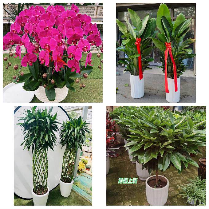 天水市甘谷县武山县张家川县同城绿植花店公司开业送发财树金钱树 - 实物图