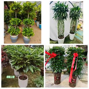 怀化市鹤城区中方沅陵辰溪县同城绿植花店公司开业送发财树金钱树
