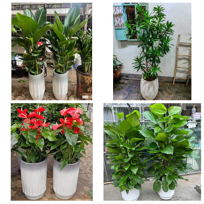 送厦门市思明区海沧区湖里区同城绿植店送发财树幸福树开业入新居