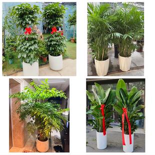保定市蠡县顺平县博野县雄县同城绿植花店公司开业送发财树金钱树