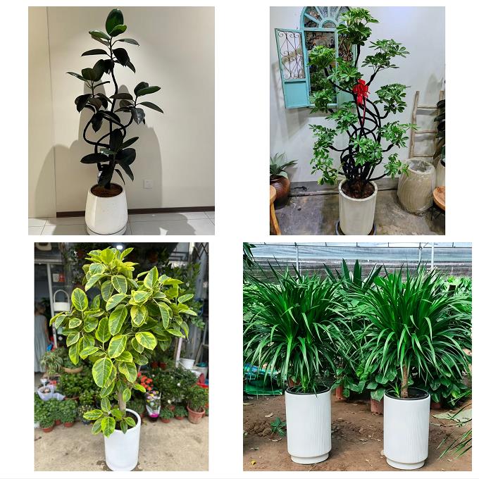 临沂市郯城沂水县兰陵县费县绿植店同城配送公司开业发财树绿萝柱
