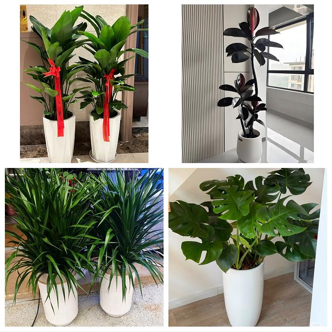 送济南市历下区市中区槐荫区花卉店同城配送开业绿植发财树幸福树