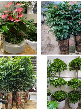 海南五指山市琼海市儋州文昌市花店同城送发财树公司开业乔迁绿植