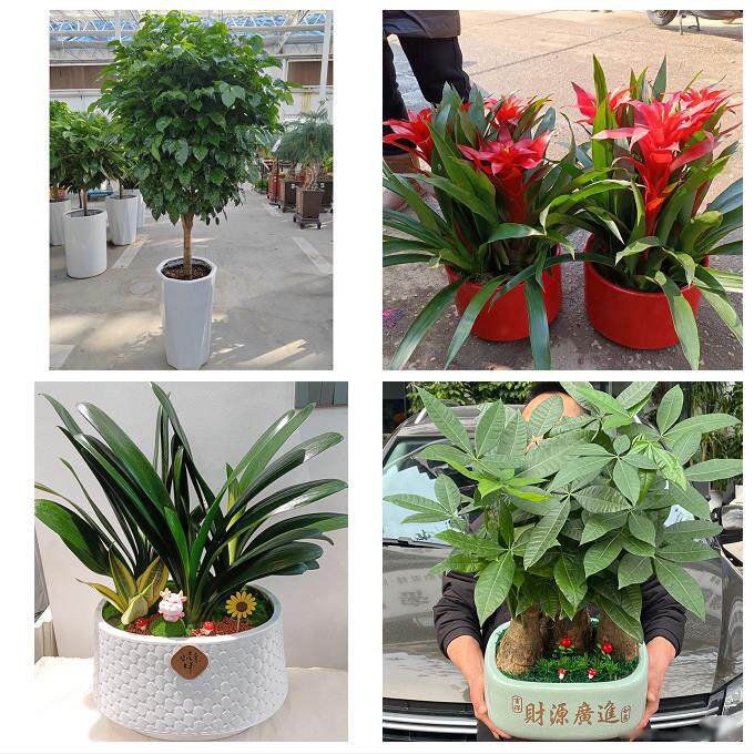 开业乔迁绿植发财树绿萝四川达州市大竹县渠县万源市同城花店配送