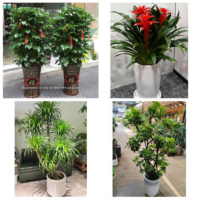 开业乔迁绿植发财树绿萝杭州市上城下城区江干拱墅区同城花店配送