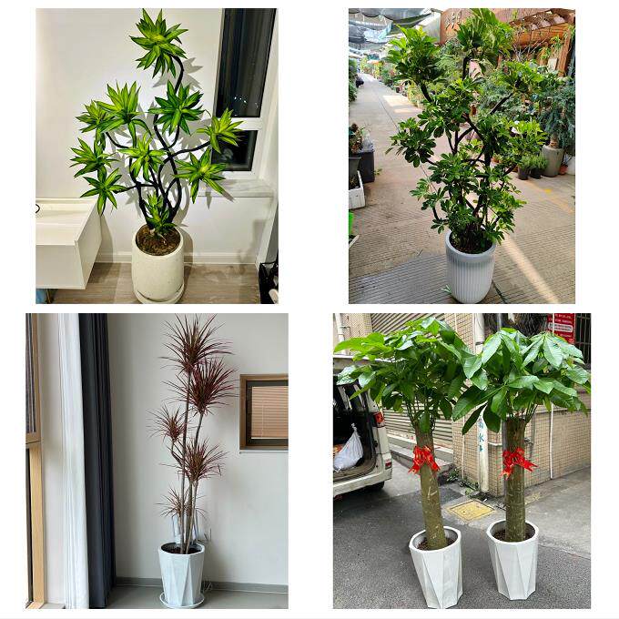 开业乔迁绿植发财树绿萝武威市凉州区民勤古浪天祝县同城花店配送