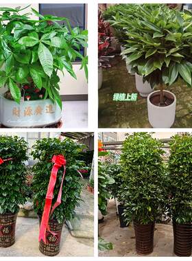 送成都市彭州市邛崃市崇州市同城绿植花店公司开业送发财树金钱树