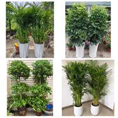 开业乔迁绿植发财树绿萝铁岭市昌图县调兵山市开原市同城花店配送